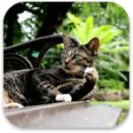 cat live wallpaper android application logo